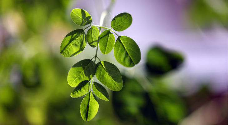 moringa-plant