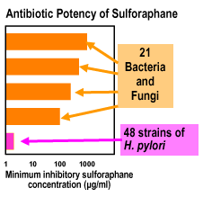 antibiotic potency sulforaphane