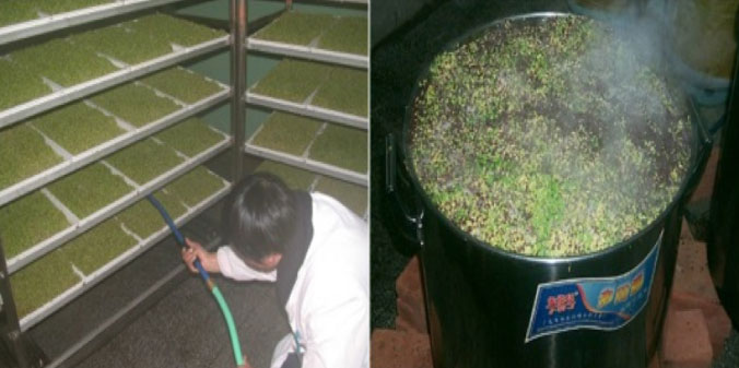 broccoli sprout extract in china