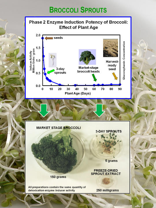 broccoli sprout potency chart
