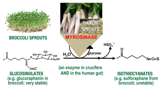 glucosinolates graphic