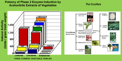 potency phase2 chart