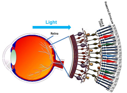 retina oxidative stress