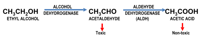 steps to metabolize ethyl alcohol