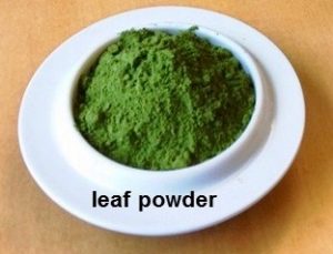 moringa leaf powder